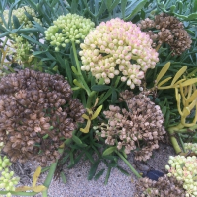 Crithmum maritimum