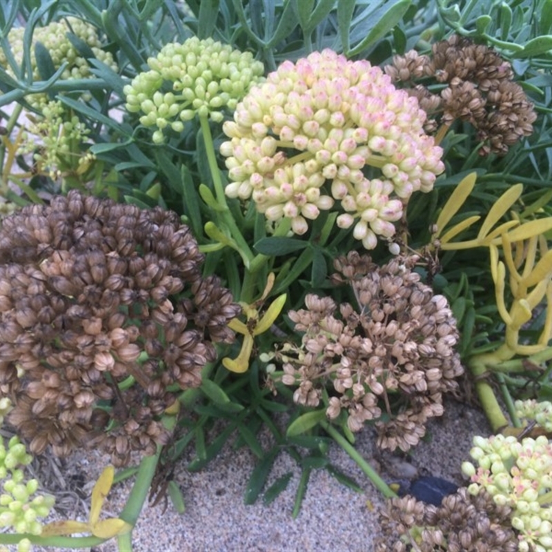 Crithmum maritimum