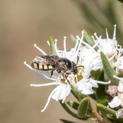 Euhesma nitidifrons