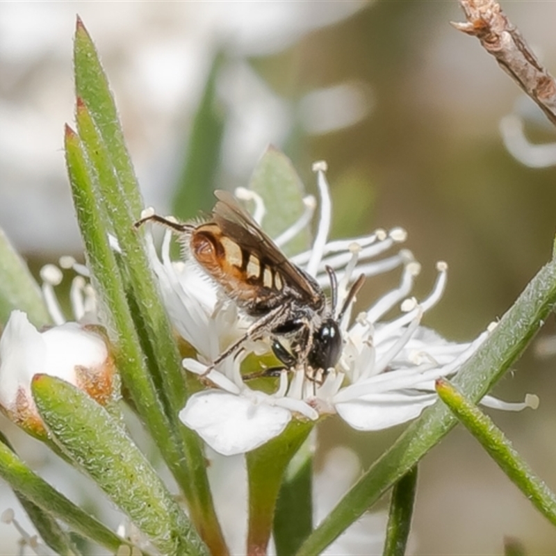 Euhesma nitidifrons