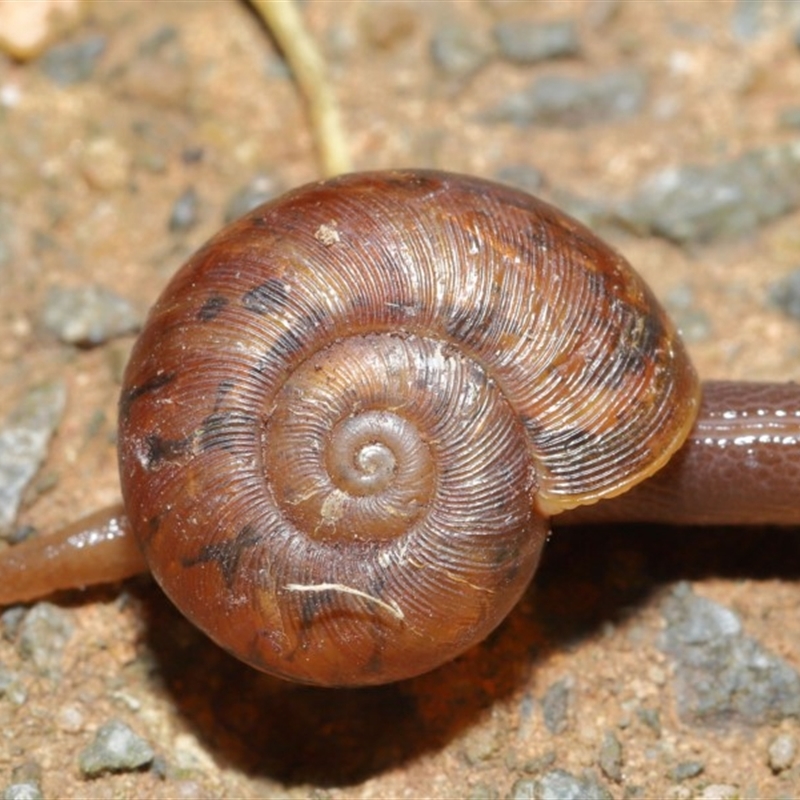 Austrorhytida capillacea