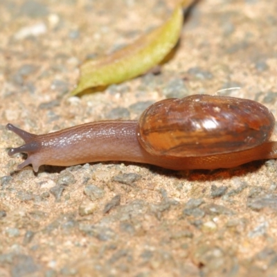 Austrorhytida capillacea