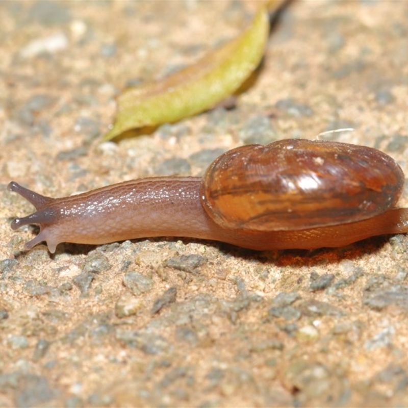 Austrorhytida capillacea