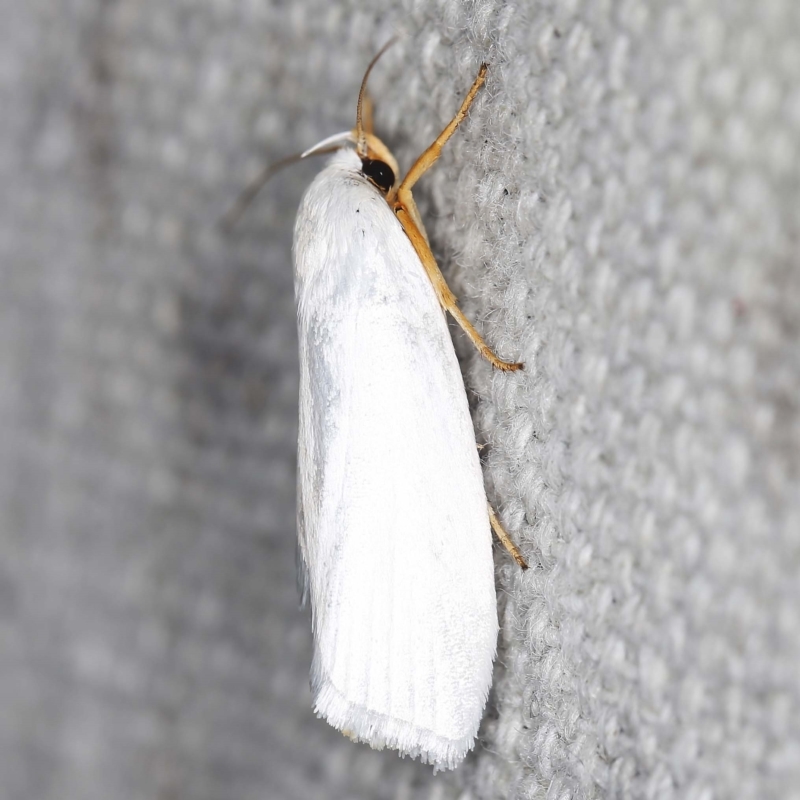 Xylorycta luteotactella