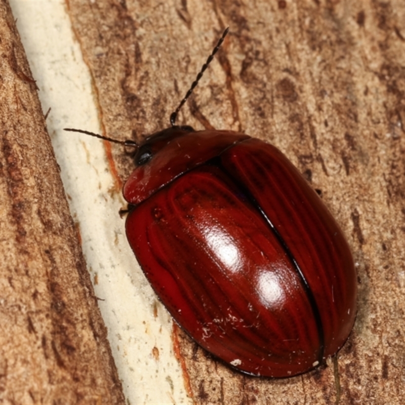 Paropsisterna rufobrunnea