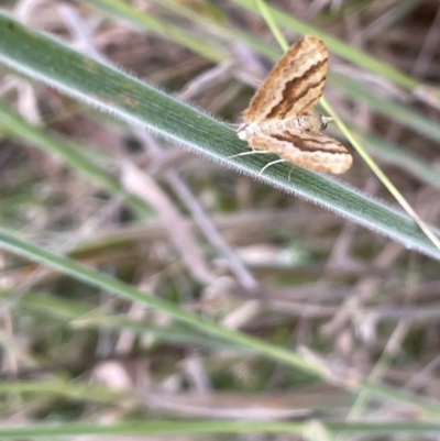 Chrysolarentia insulsata