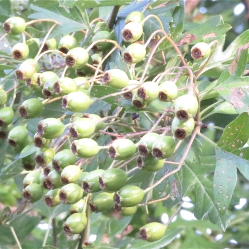 Crataegus laevigata