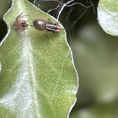 Poecilohetaerus schineri