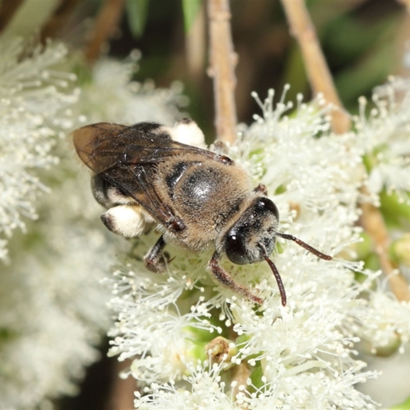 Paracolletes crassipes