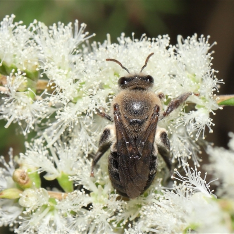 Paracolletes crassipes