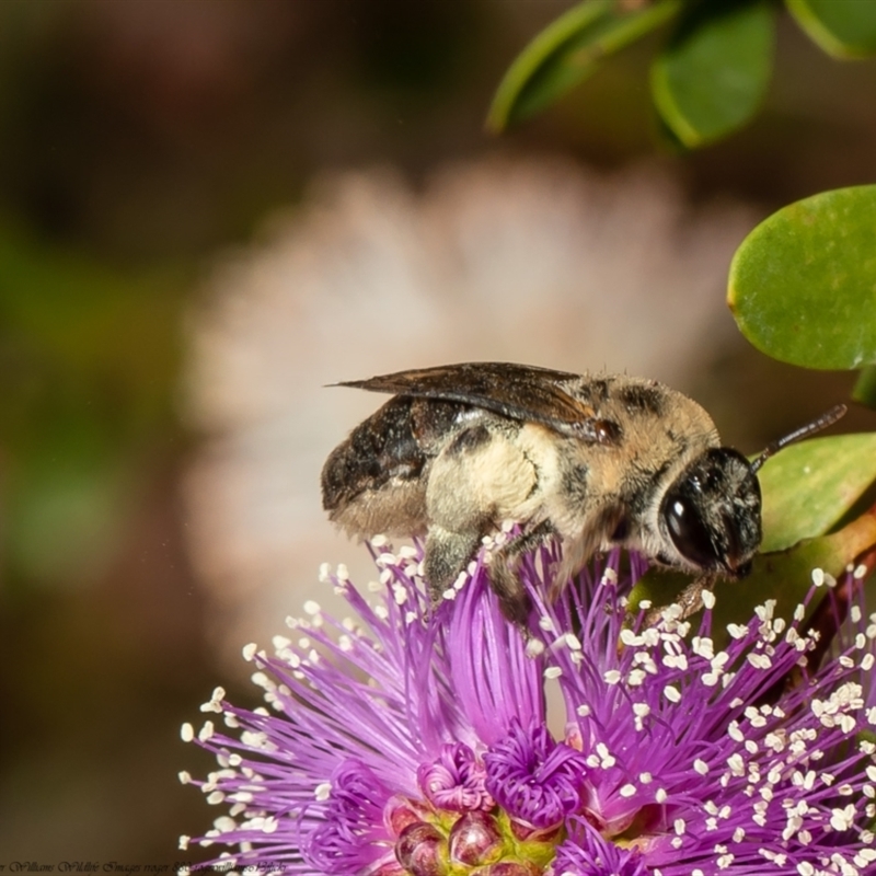 Paracolletes crassipes