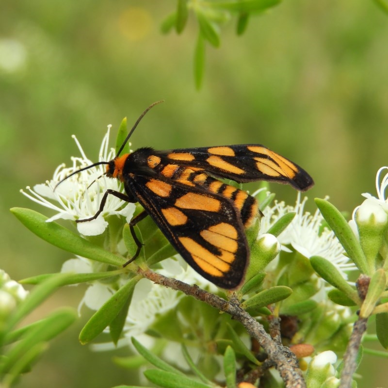 Amata nr aperta