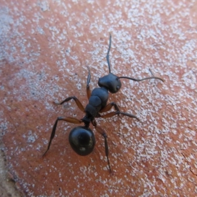 Polyrhachis femorata