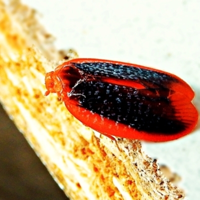 Achilus flammeus