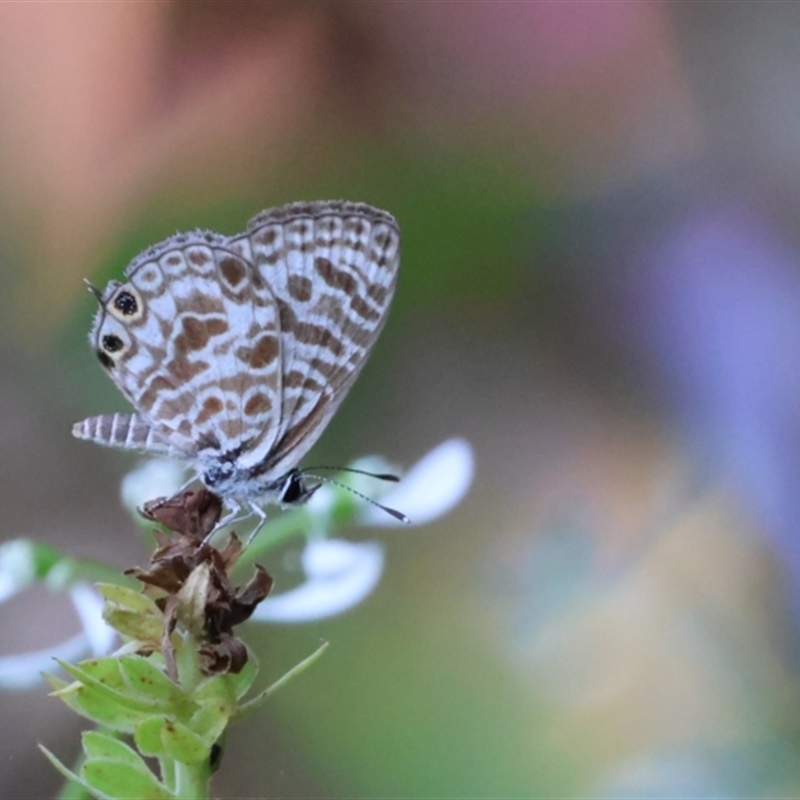 Leptotes plinius