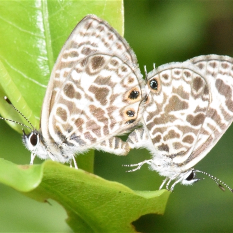 Leptotes plinius