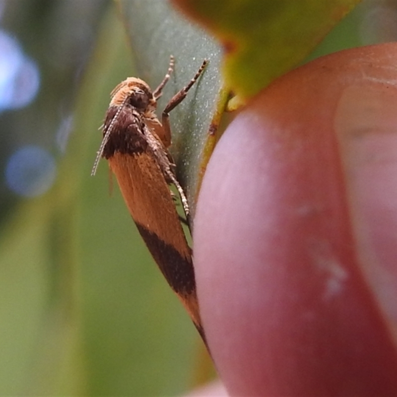 Echinobasis halata