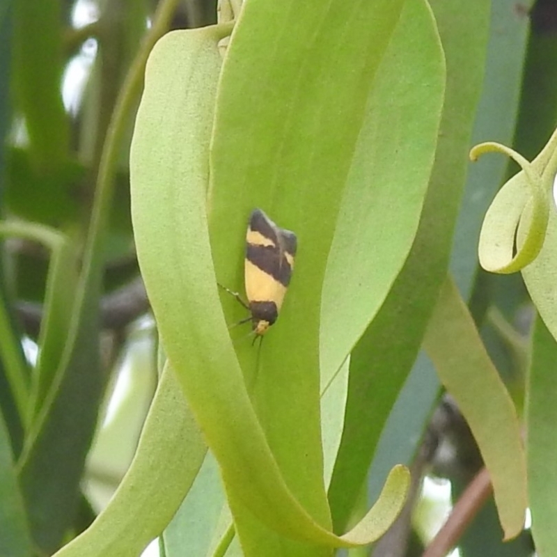 Echinobasis halata