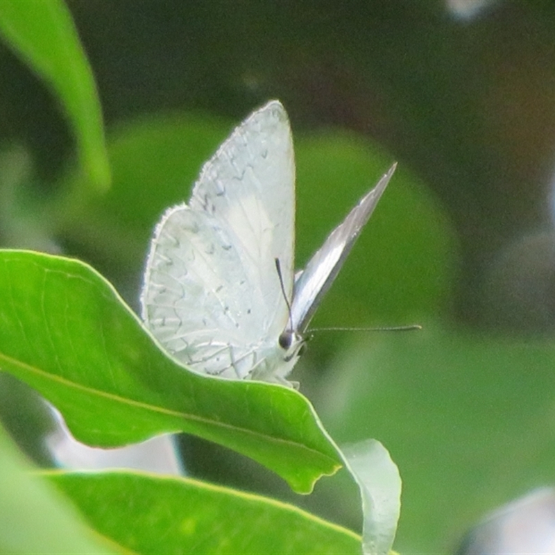 Candalides absimilis