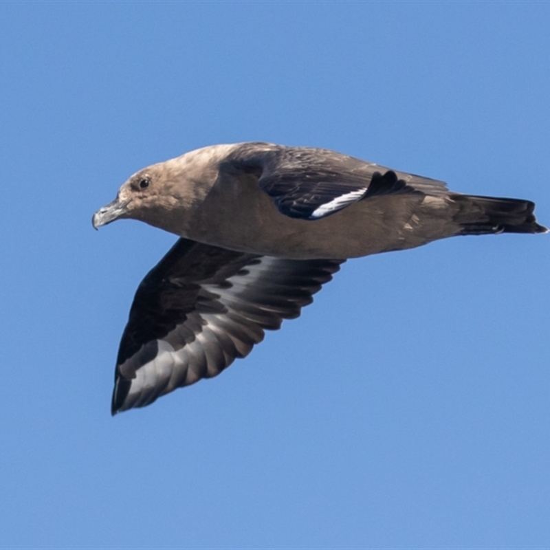 Stercorarius maccormicki