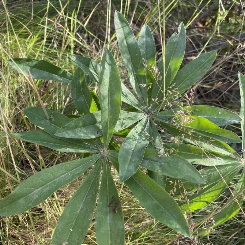 Lupinus polyphyllus