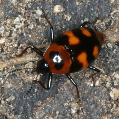 Scaphidium sp. (genus)