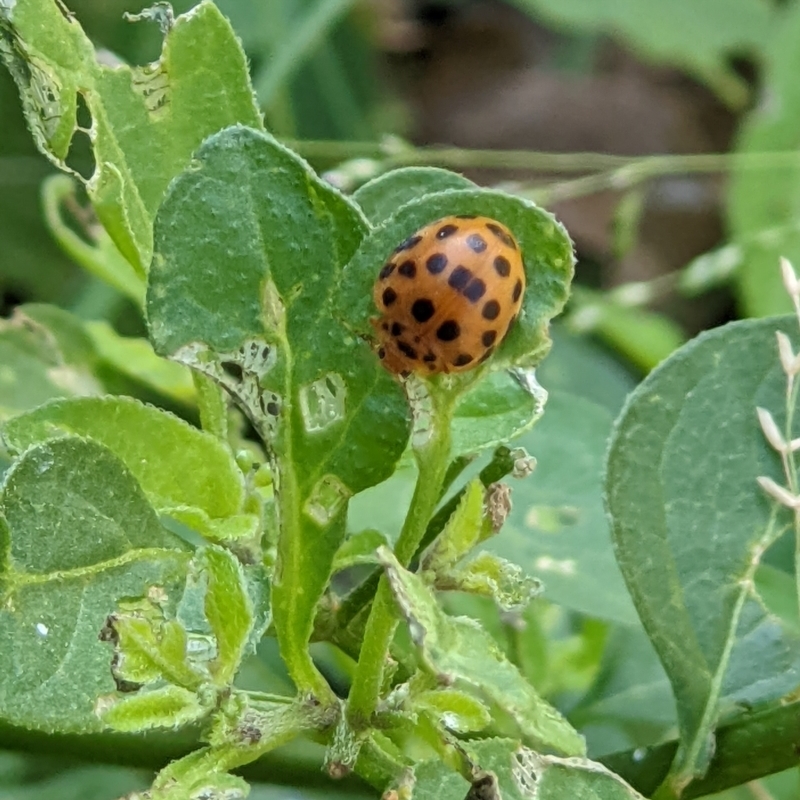 Henosepilachna vigintioctopunctata