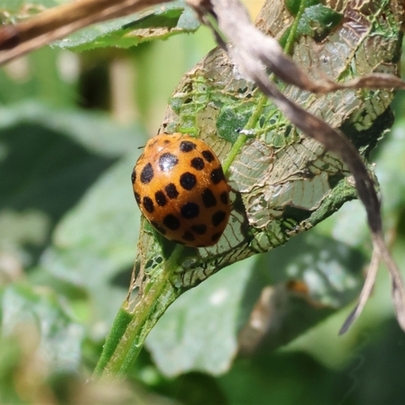 Henosepilachna vigintioctopunctata