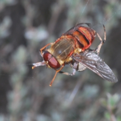 Pelecorhynchus rubidus