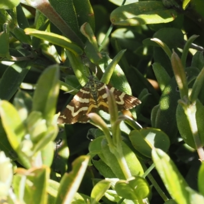 Chrysolarentia stereozona