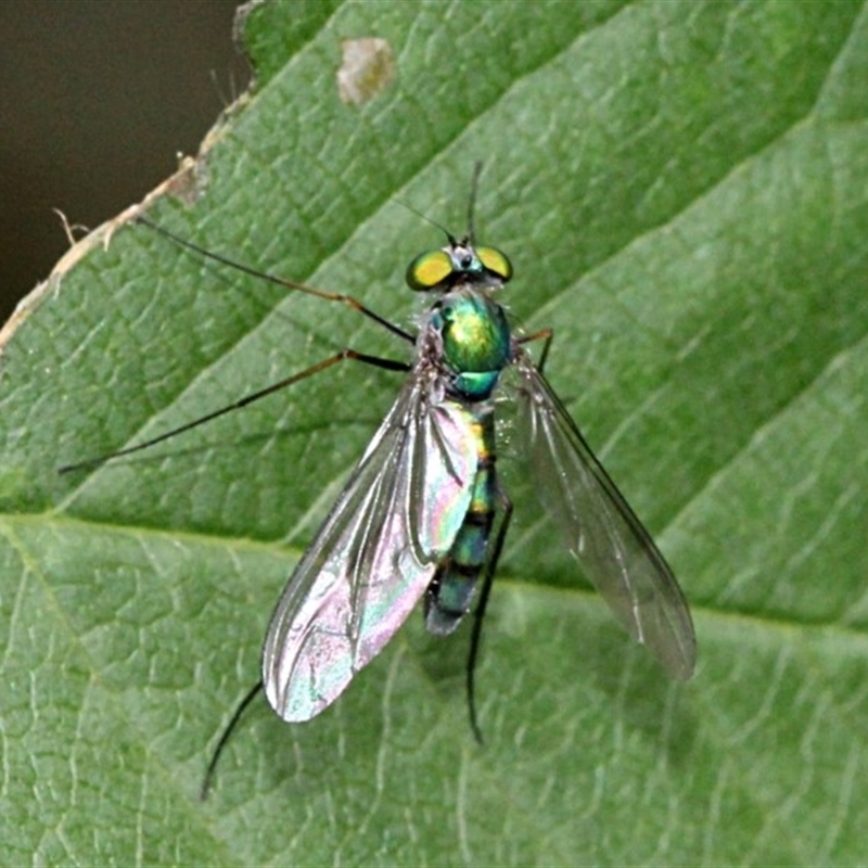 Austrosciapus sp. (genus)