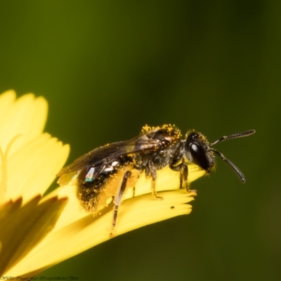 Lasioglossum (Homalictus) ctenander