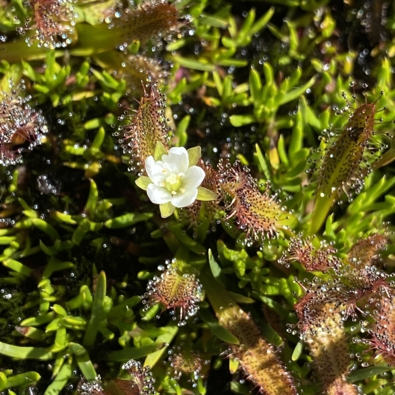 Drosera arcturi