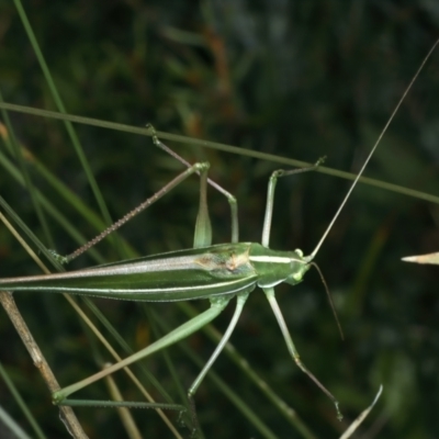 Tinzeda albosignata