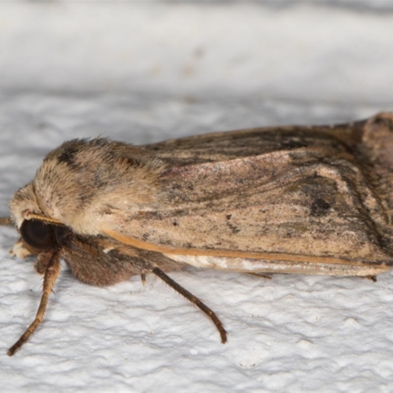 Noctuoidea (superfamily)