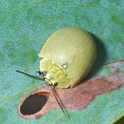 Paropsis porosa