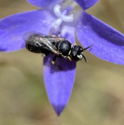 Hylaeus (Pseudhylaeus) albocuneatus