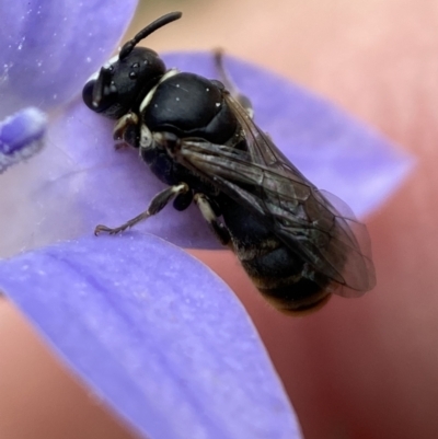 Hylaeus (Pseudhylaeus) albocuneatus