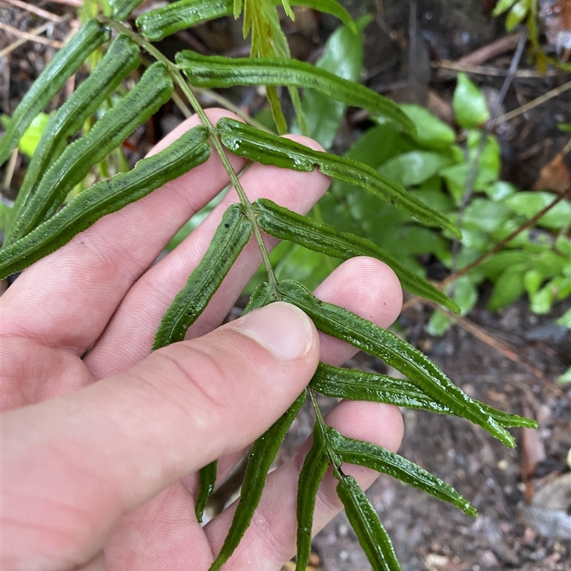 Pteris vittata