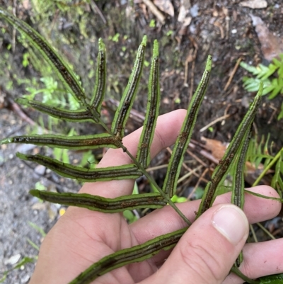 Pteris vittata