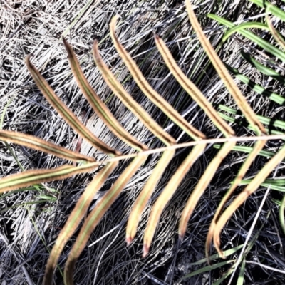 Pteris vittata