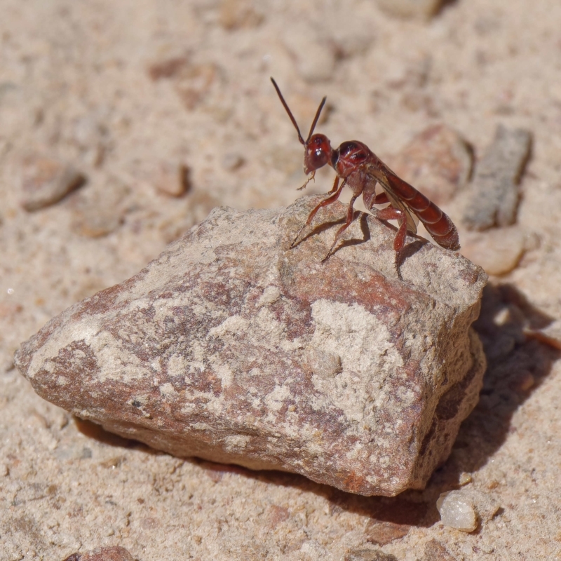 Hyptiogaster sp. (genus)