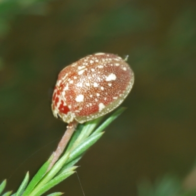 Paropsis marmorea