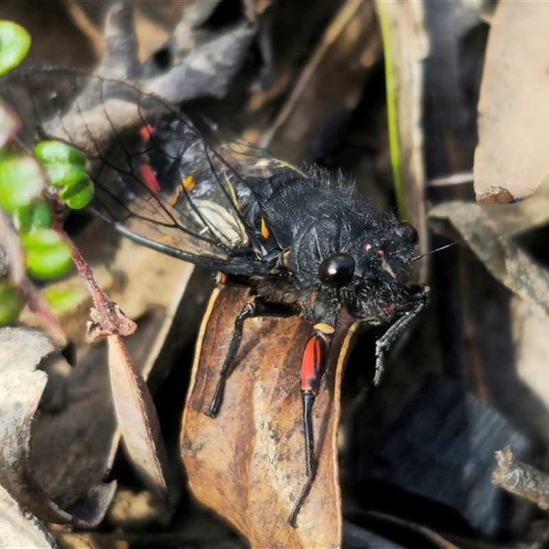 Yoyetta sp. nr spectabilis