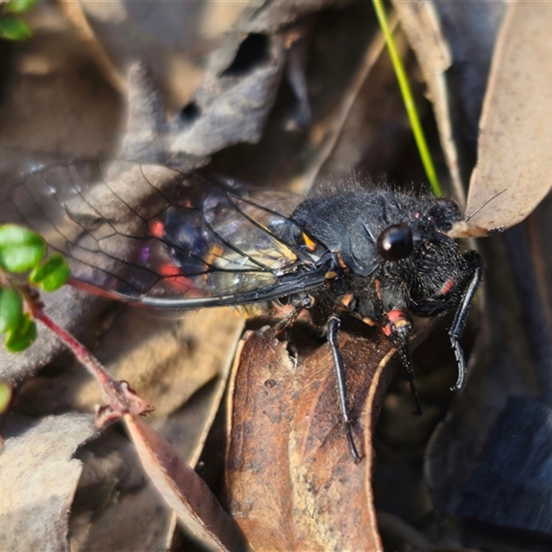 Yoyetta sp. nr spectabilis