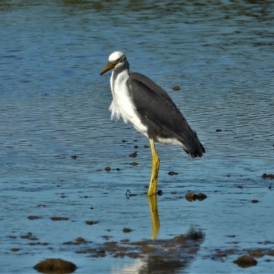 Egretta picata