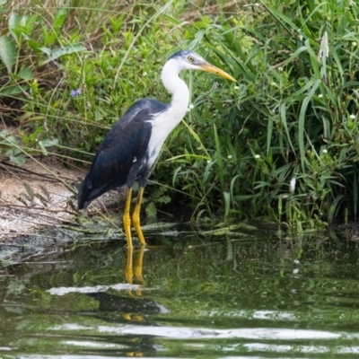 Egretta picata