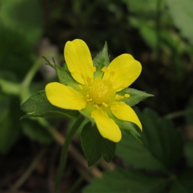 Potentilla indica