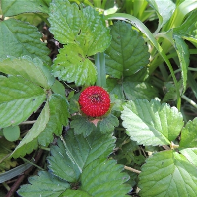 Potentilla indica