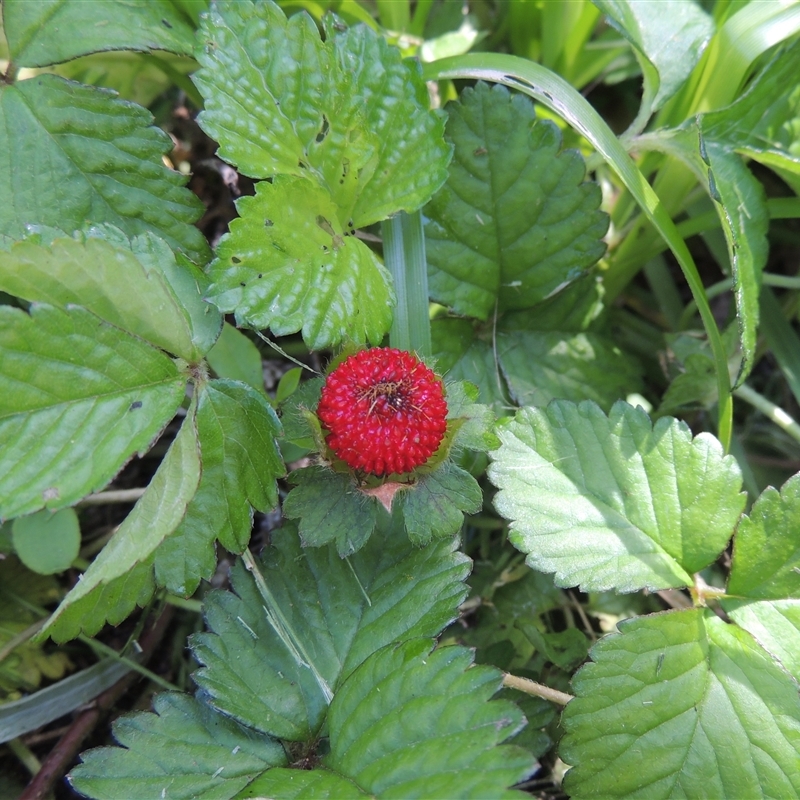 Potentilla indica